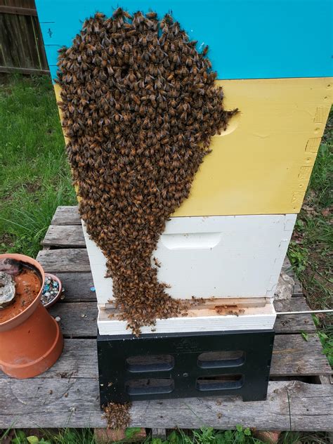 The real reason I started to is because my mother is extremely allergic to them and now she won't come near my home anymore. . Reddit beekeeping